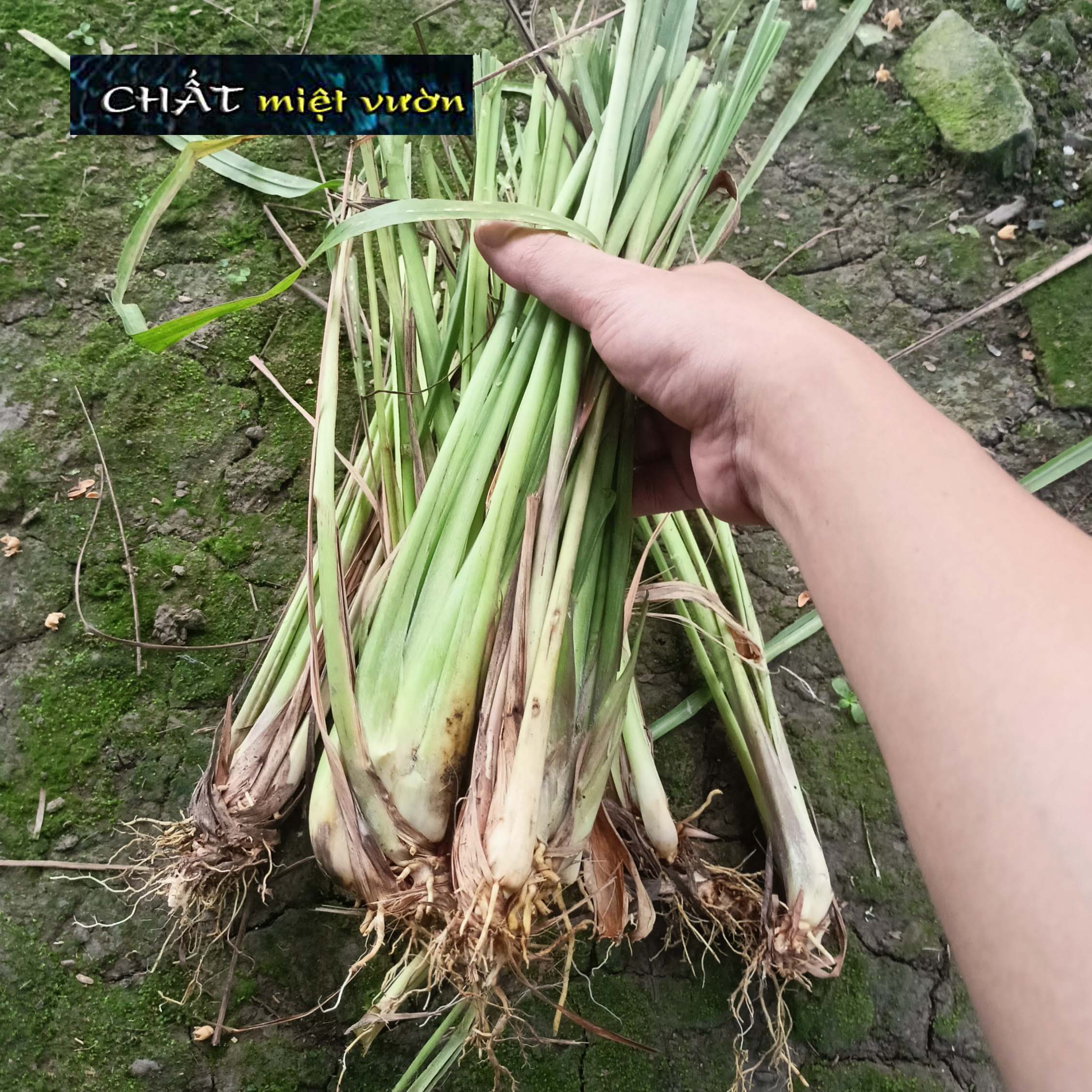 Cây Sả giống