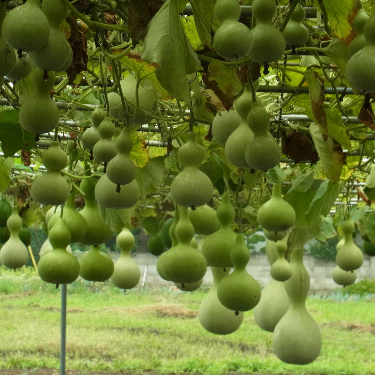 Hạt Giống Bầu Hồ Lô Năng Suất Cao (1gr)