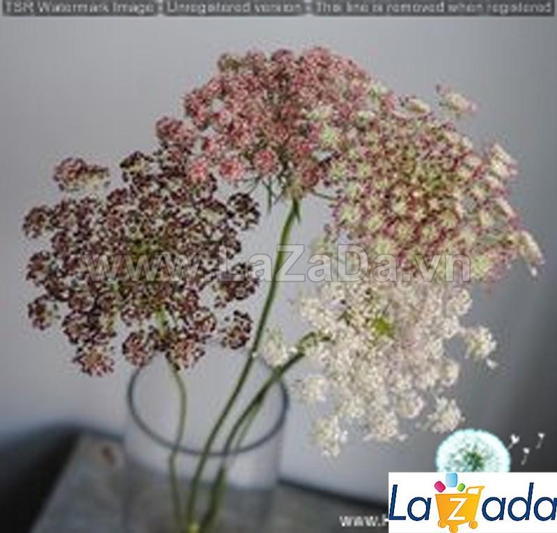 01GRAM 1100.HAT Hạt Giống Hoa Cà Rốt Dara (| -KD: B6*M225)