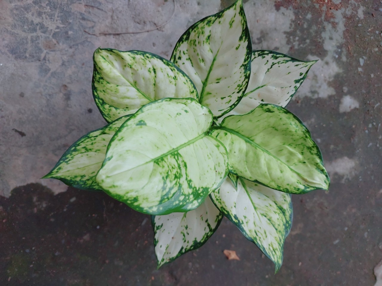 Cây Vạn Lộc Trắng