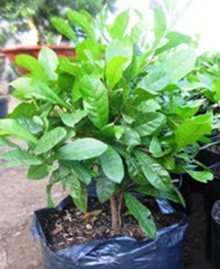 cây thần kỳ 30cm