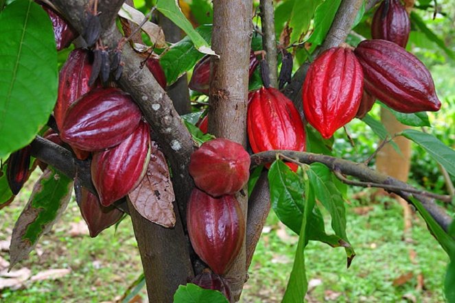 BỘT CACAO DAKLAK