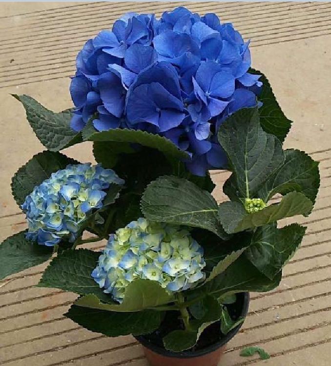 Mixed Color Hydrangea Seeds - 10 Seeds/Package