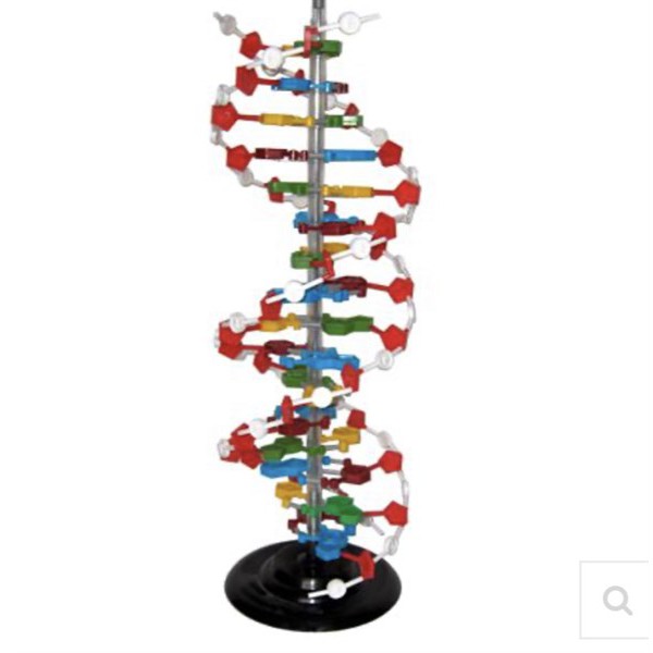 Thu hoạch  Thực hành Quan sát và lắp mô hình ADN  Sinh Học  Tìm