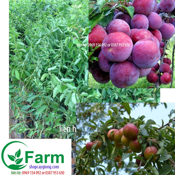 Cây giống cây mận tam hoa