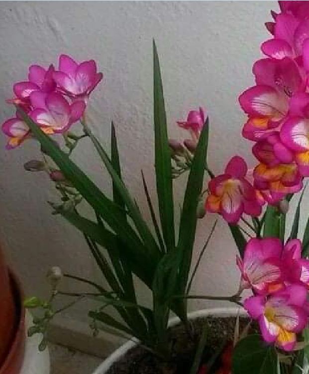 Củ hoa lan nam phi hoa màu hồng ( 1 củ kèm 1 viên nén ươm củ)