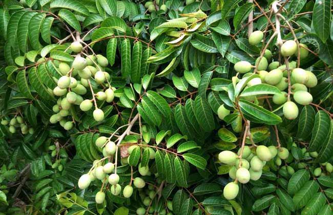 CÂY GIỐNG CÂY TRÁM XANH (TRÁM TRẮNG, TRÁM CHUA )