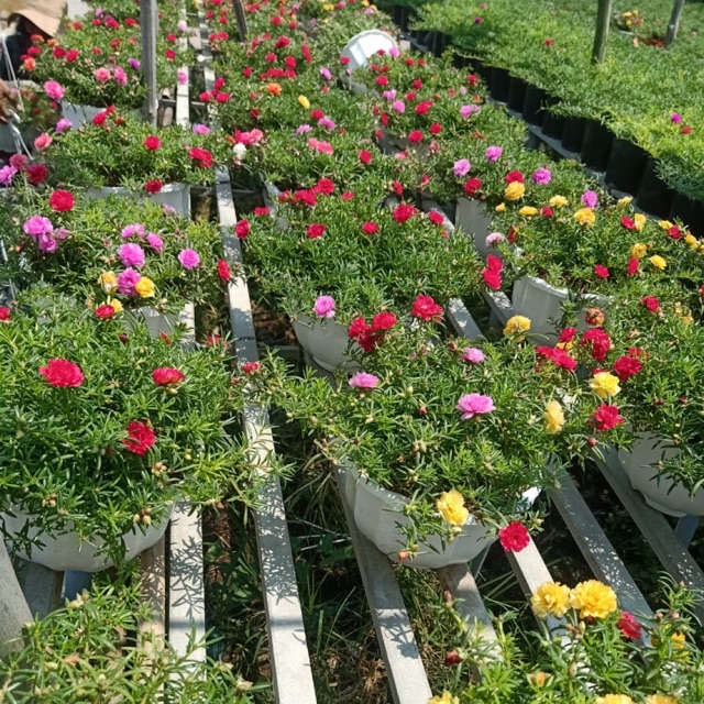 Chậu mười giờ nhiều màu