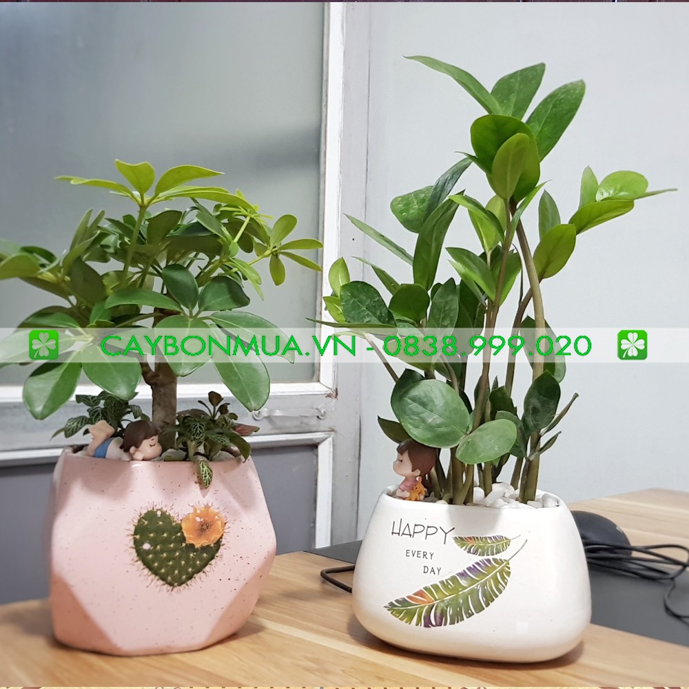 Phân bón thông minh RYNAN, phân bón kiểng lá, phân tan chậm xanh