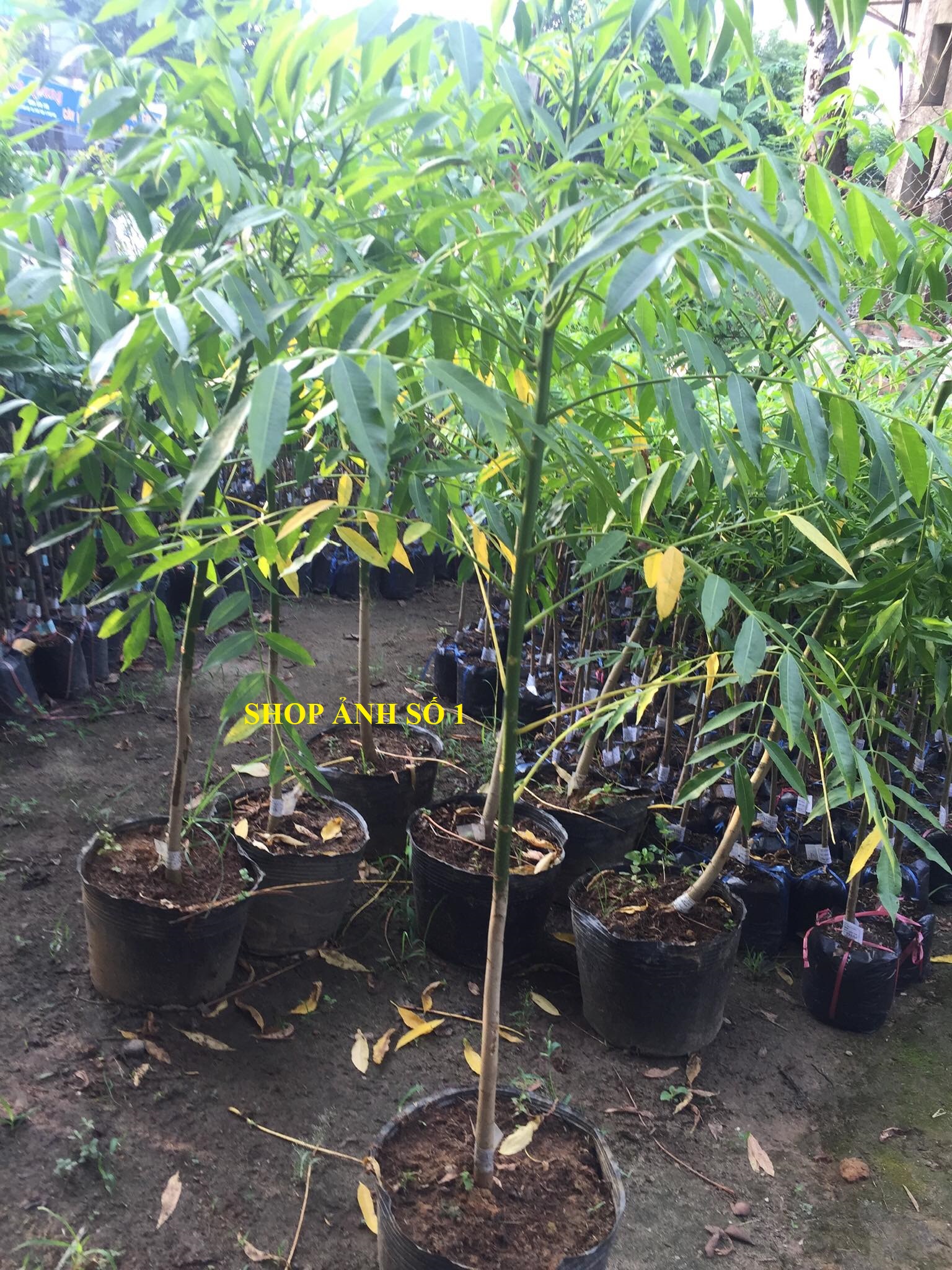 Cây CÓC THÁI CÂY MÔ , CÂY LỚN nguyên bầu, cg