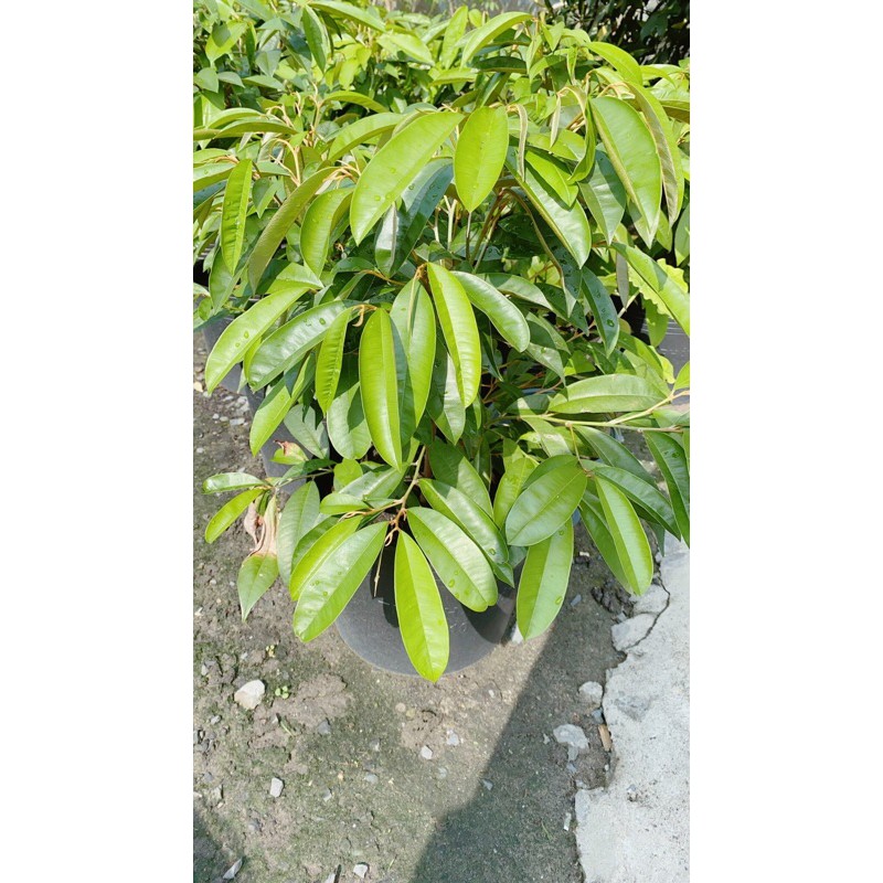 [HCM]Cây Vú Sữa