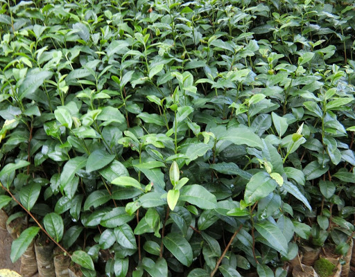 5 CÂY TRÀ XANH - CÂY CHÈ XANH + Tặng phân trùn quế