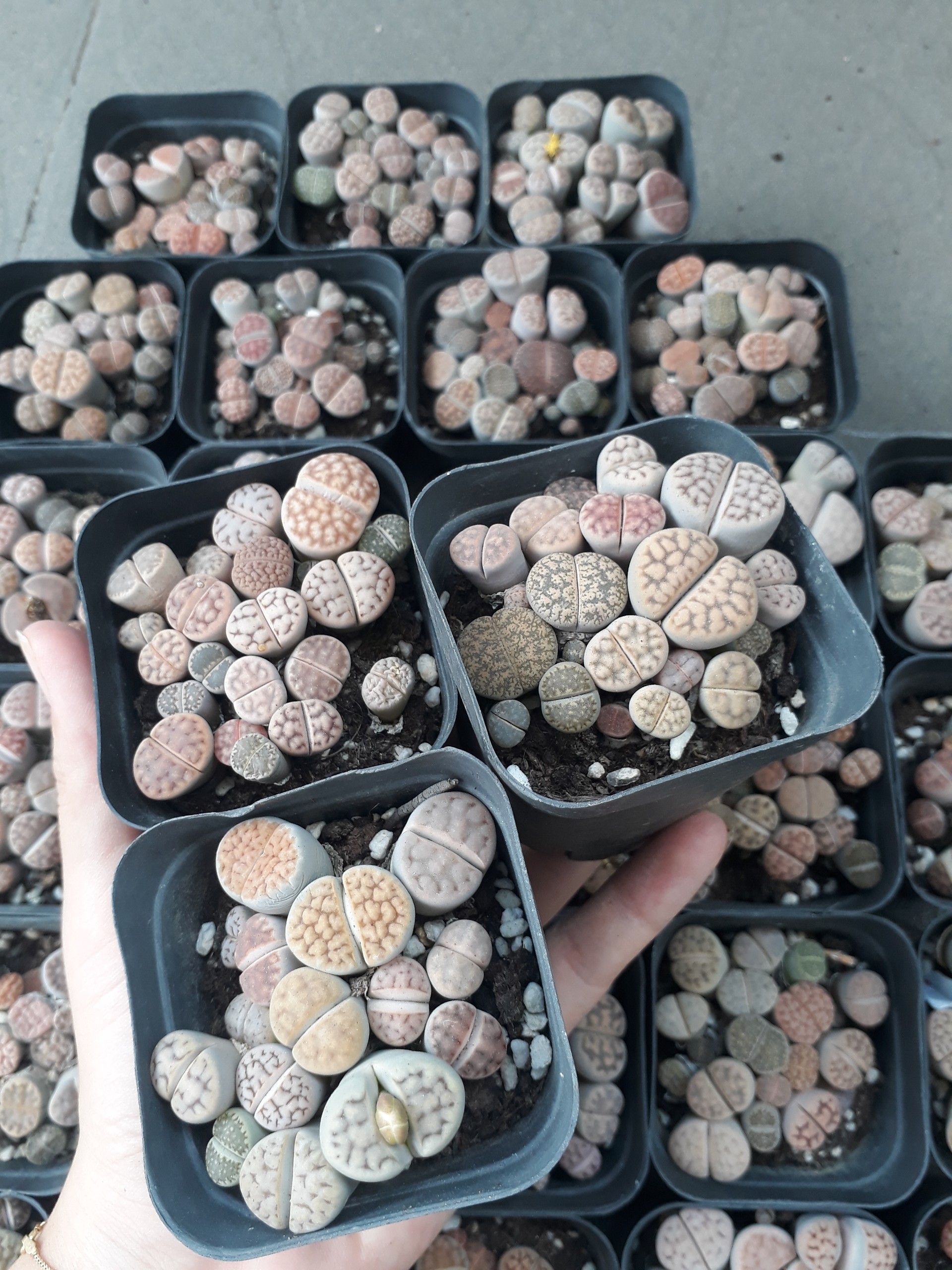 Sen Mông Đủ Màu Chậu Vuông 6.5cm (Sen Mông/Lithops/Thạch Lan)