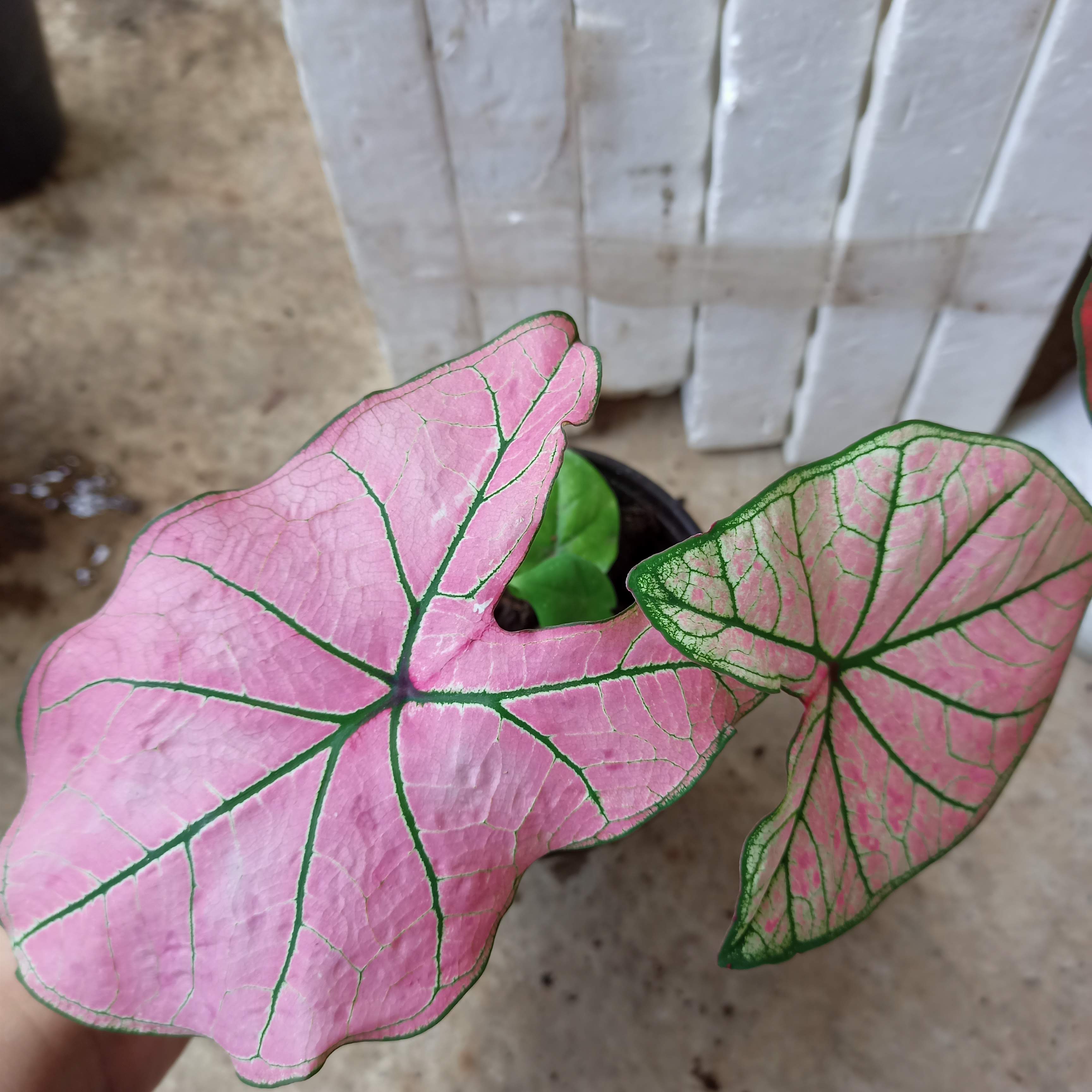 Chậu cây môn dâu lá to- Strawberry Star Caladium