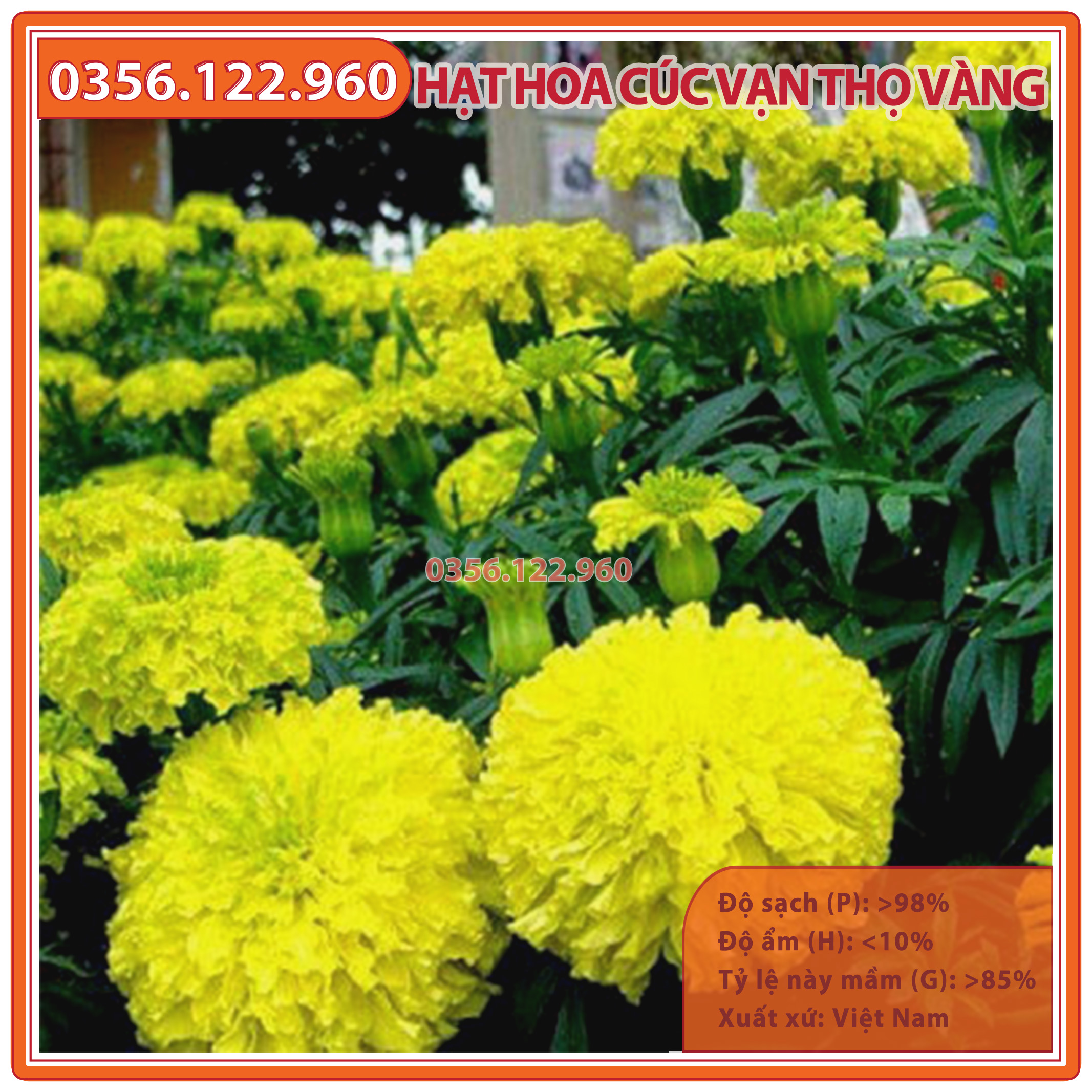 30 Hạt giống hoa cúc vạn thọ vàng chanh