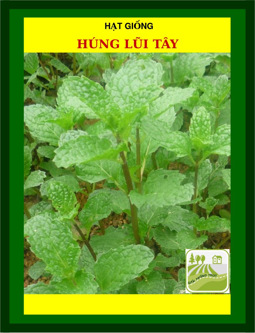 Hạt Giống Rau Húng Lũi Tây - 3090 Hạt