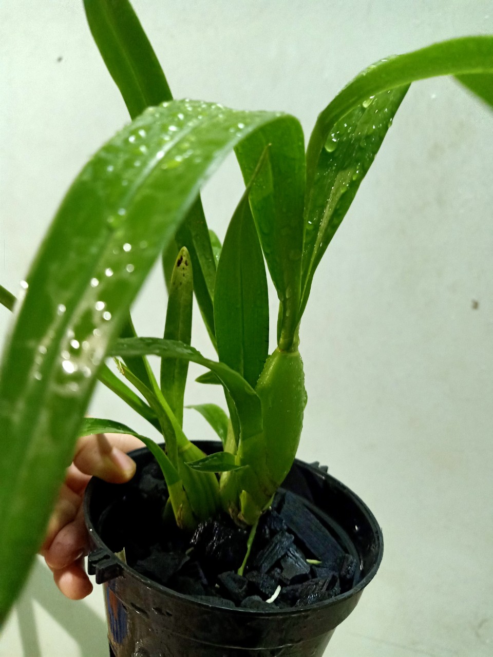 hoa lan vũ nữ lai FL