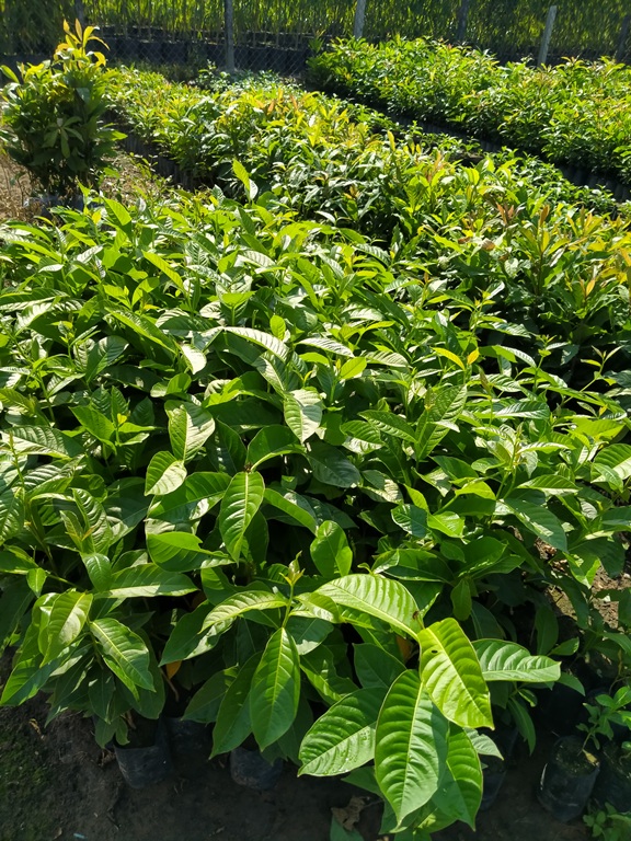 5 Cây bằng lăng tím cao 50cm