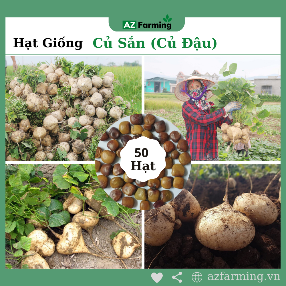 Hạt Giống Củ Sắn (Củ Đậu) - Gói 50 Hạt - AZ Farming