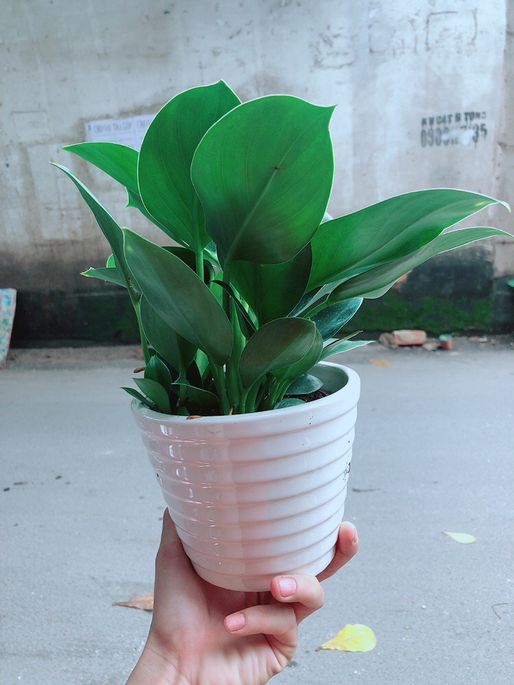 Chậu Trầu Bà Đế Vương Xanh
