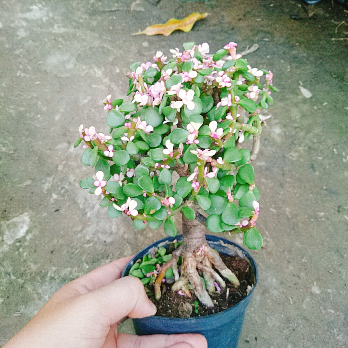 Cây Ngọc Bích (Đỏ) - Cây cảnh bonsai để bàn