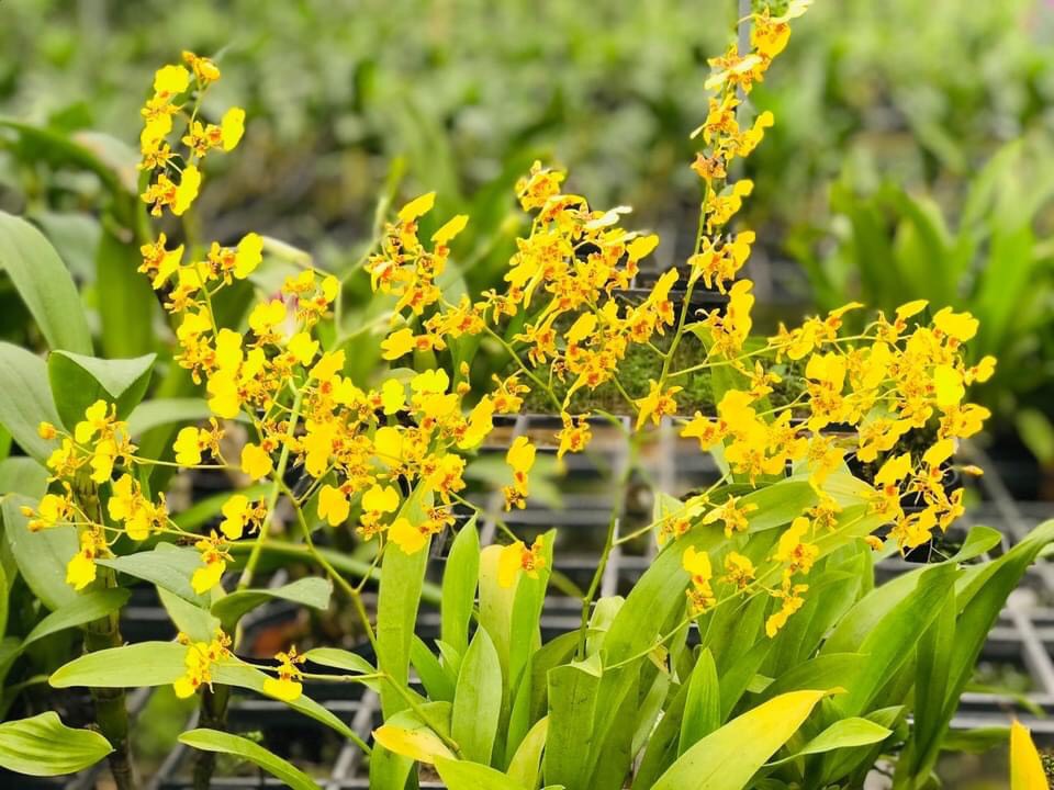 Hoa lan vũ nữ ramsay