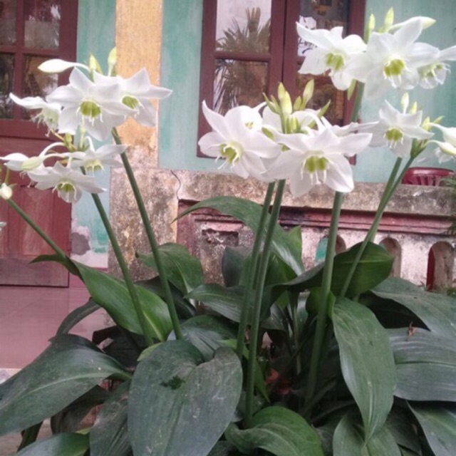 Củ hoa Ngọc Trâm size củ mẹ sắp nụ (gửi củ to như hình )