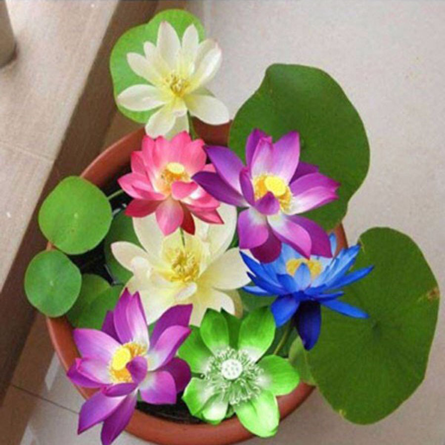 Hạt Giống Hoa Sen Mini Nhật Bản ( chọn màu )
