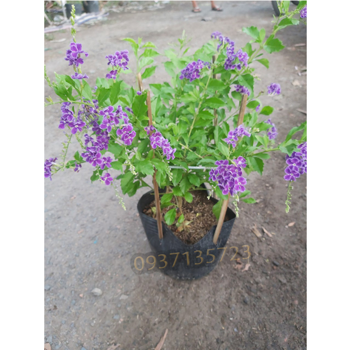cây hoa ngọc chuỗi tím