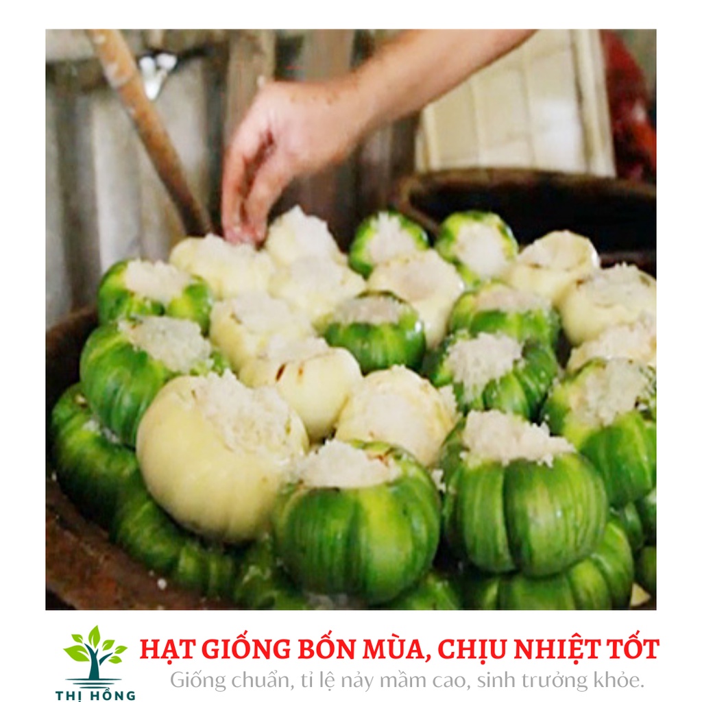 Hạt giống cà bát xanh sọc xanh 2g (trái giòn, quả nặng 150~200g).