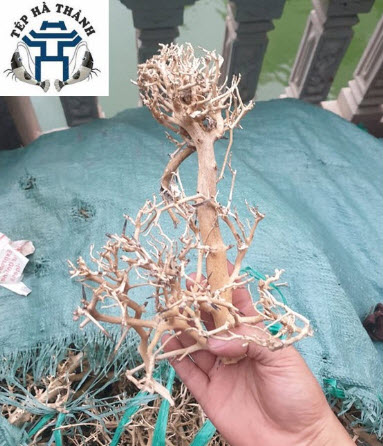 Lũa xương chùm 50gr - dùng làm tán bonsai trong bể thủy sinh