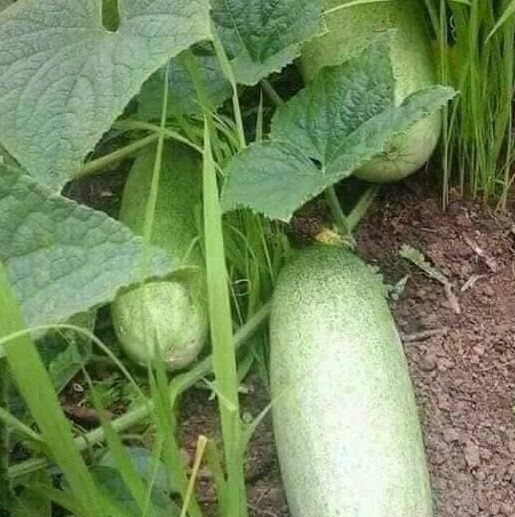 Thai Cat Cucumber Seeds - 20 Seeds - Sprout Evenly