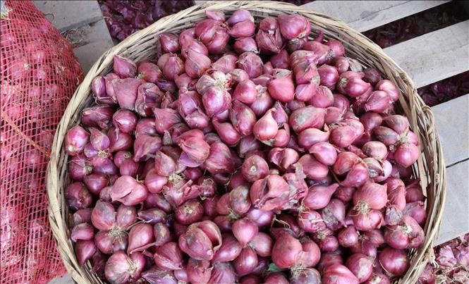 Hành Tím Lý Sơn (1kg)