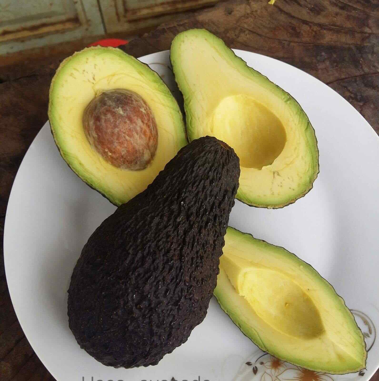 cây giống bơ pinkerton