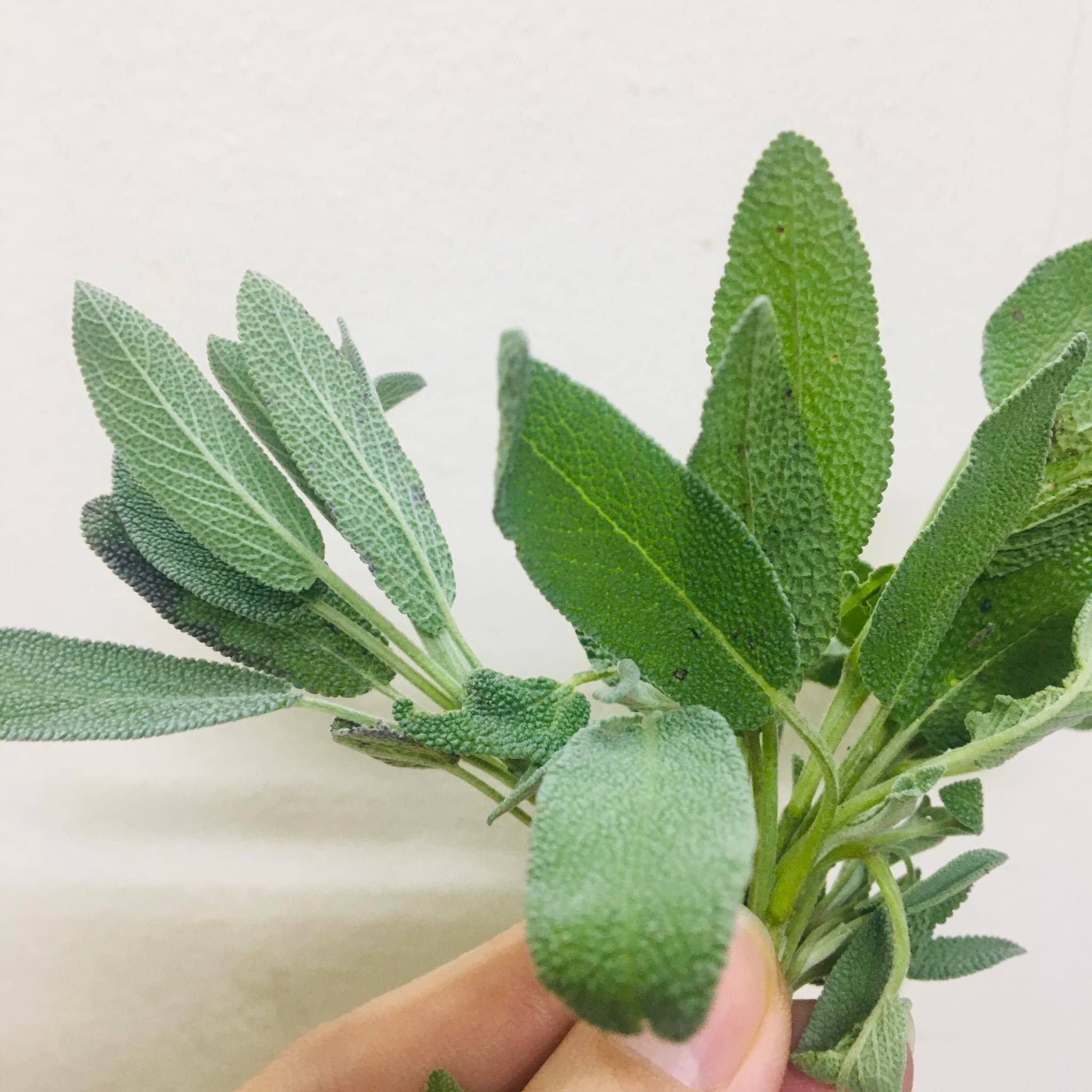 (chỉ giao miền Bắc+TUNG)Lá xô thơm sage tươi 50g,100g