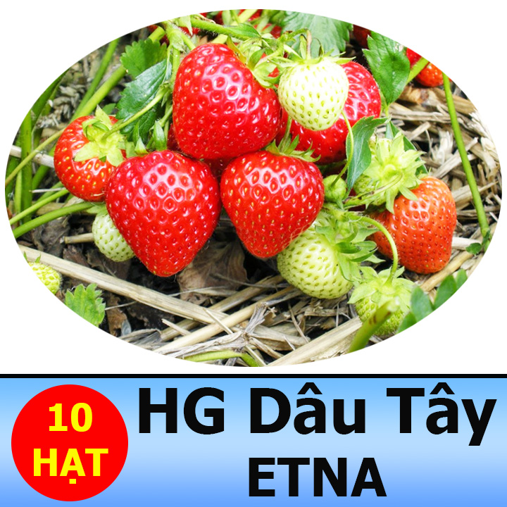Hạt giống dâu tây quả to, siêu ngọt gói 10 hạt