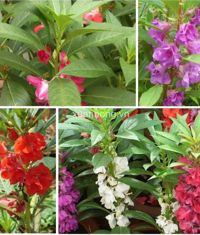 Hạt giống Hoa móng tay kép Mix Màu  – 50Hạt