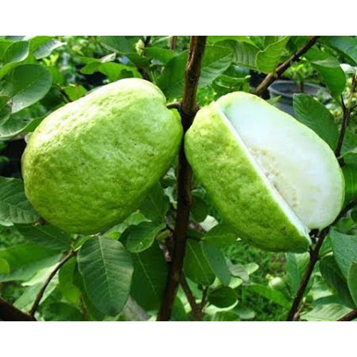 Cây giống Ổi Lê Đài Loa.n