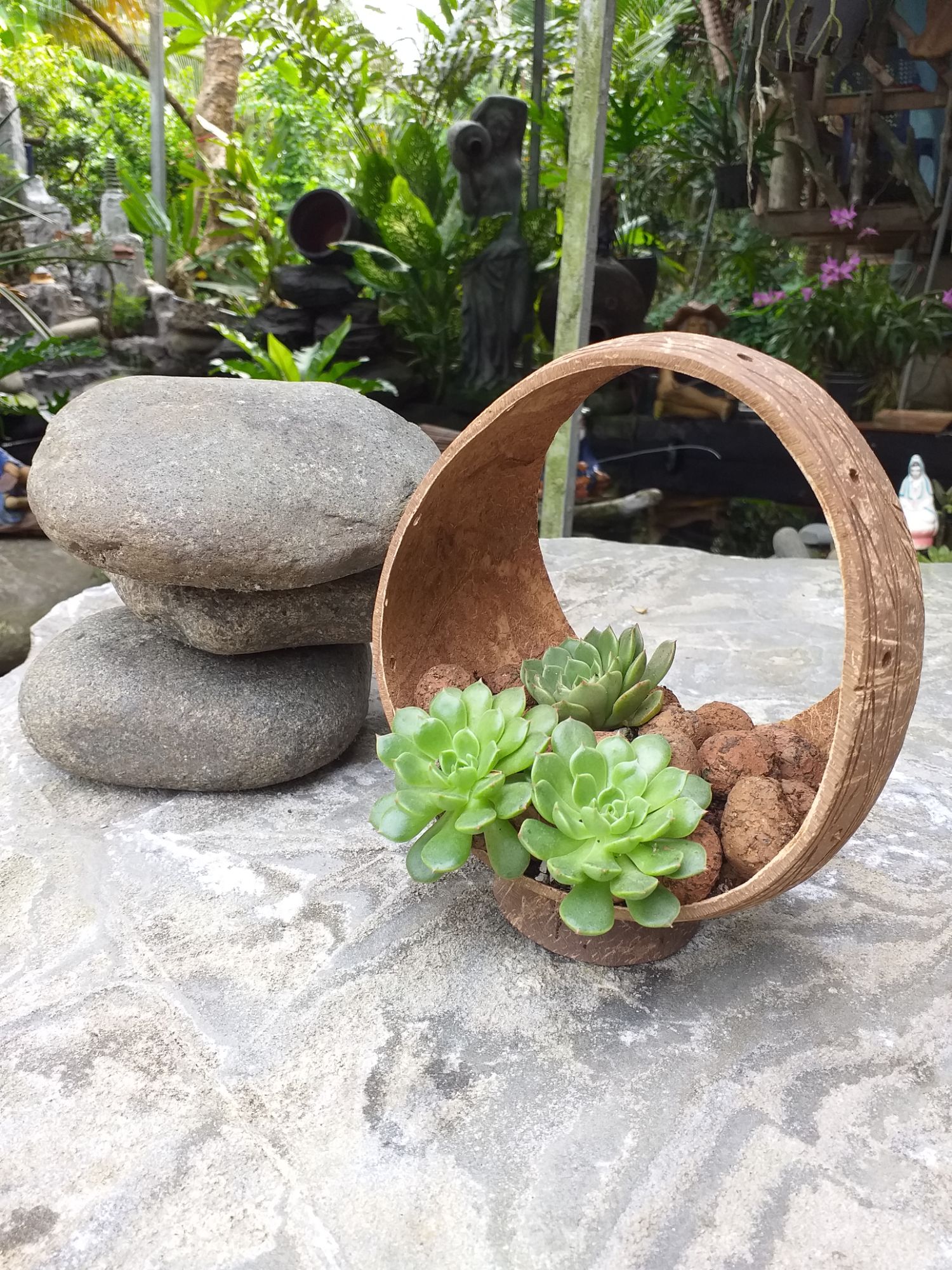 Chậu gáo dừa cắt 2 miệng có đế