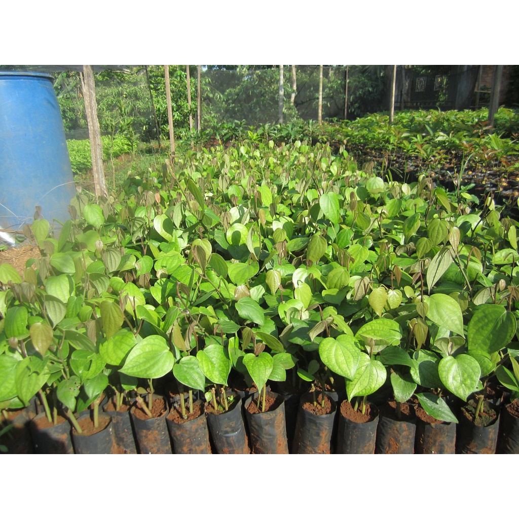 combo 5 bầu tiêu giống vĩnh linh (cây giống siêu sớm có bảo hành )