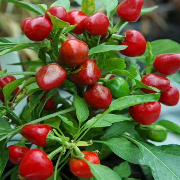 Hạt giống ớt kiểng quả tròn Thái Lan VTS109 | Vạn Tín Store