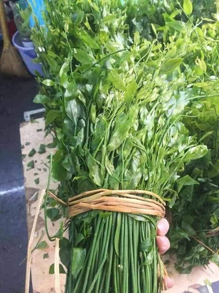 cây giống rau sắng rừng (rau Ngót rừng)
