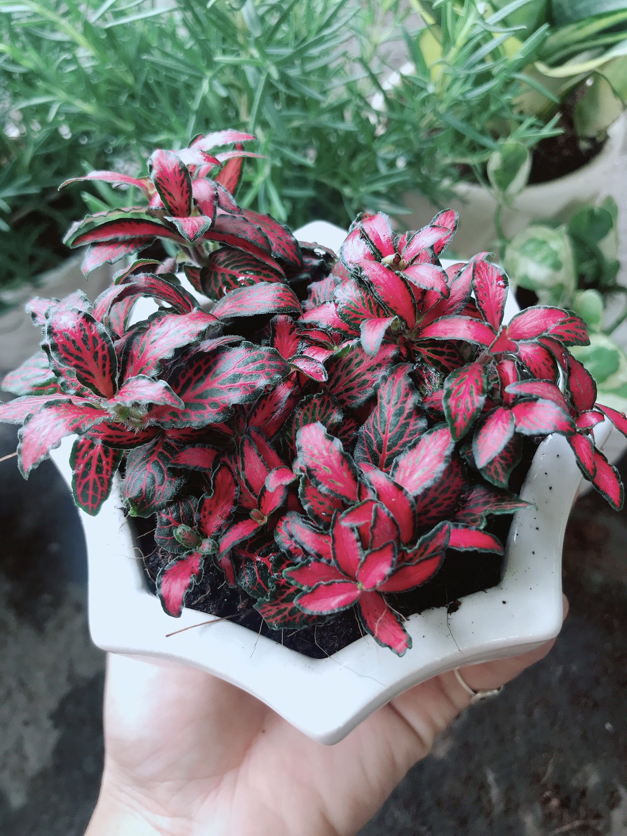 Chậu cây cẩm nhung đỏ