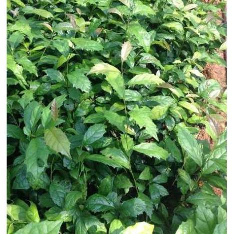 COMBO 5 CÂY GIỐNG XẠ ĐEN 70K