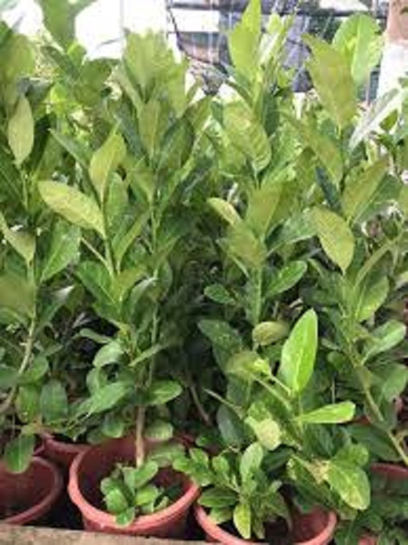 CÂY GIỐNG CHANH VÀNG MỸ NHẬP KHẨU