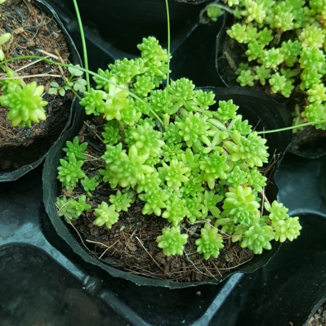 sen đá sedum xanh
