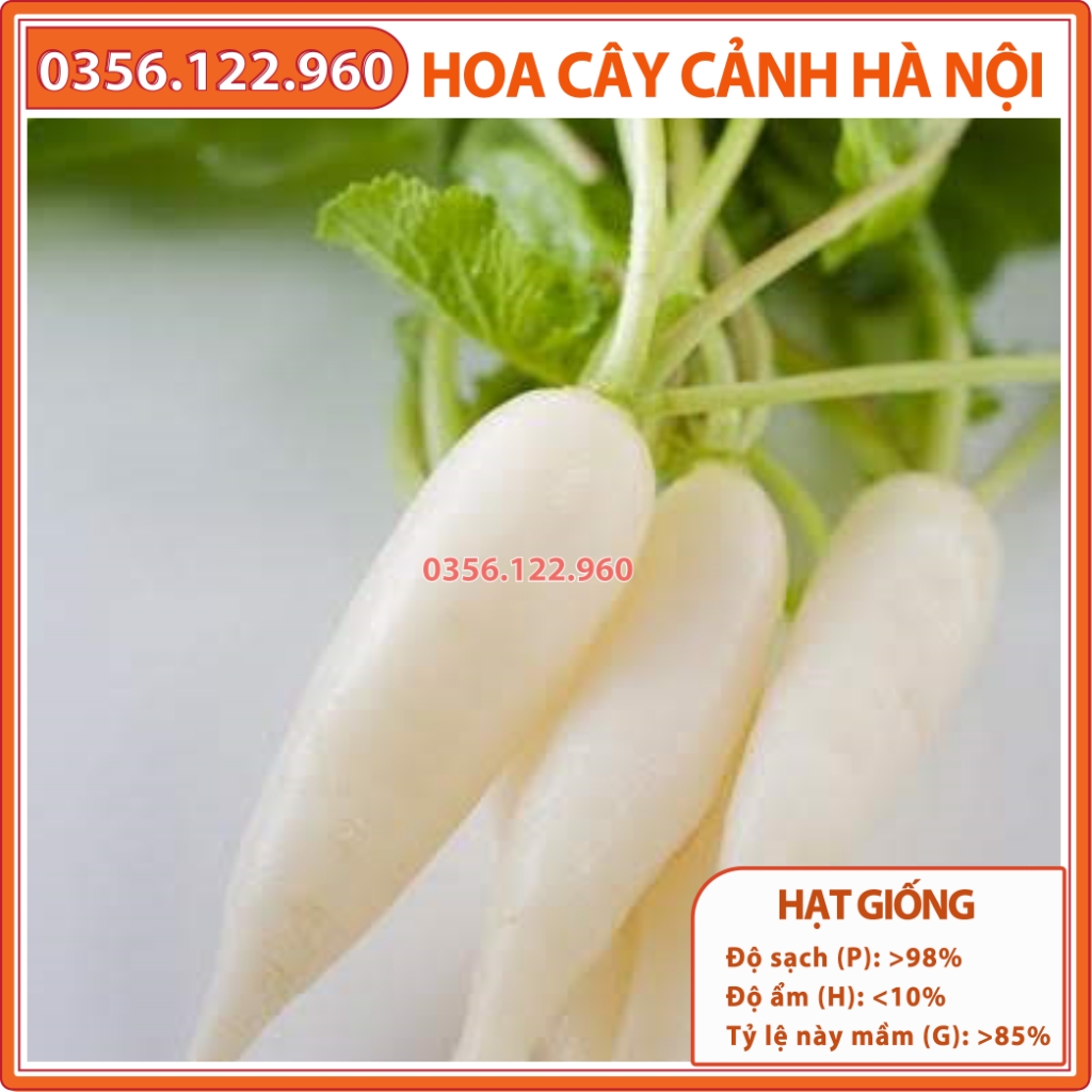Hạt giống rau củ cải muối dưa Hà Nội dễ trồng, năng suất cao - Gói 50g - Shop hoa cây cảnh Hà Nội