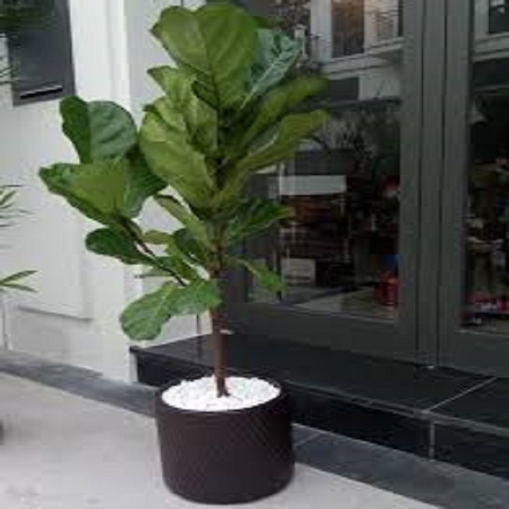 CHẬU CÂY BÀNG SINGAPO