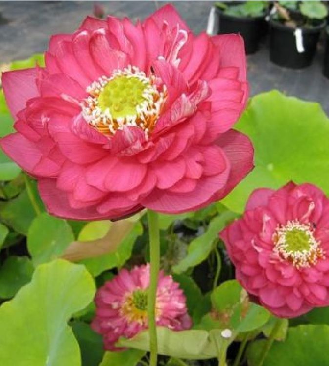 Hạt giống sen bách diệp hoa màu hồng - gói 5 hạt