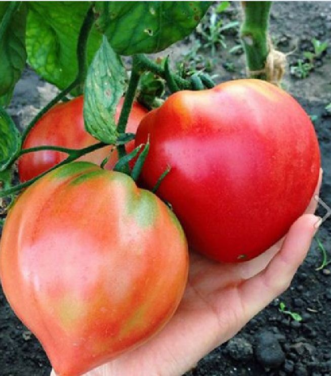 Hạt giống cà chua đỏ trái tim - gói 30 hạt